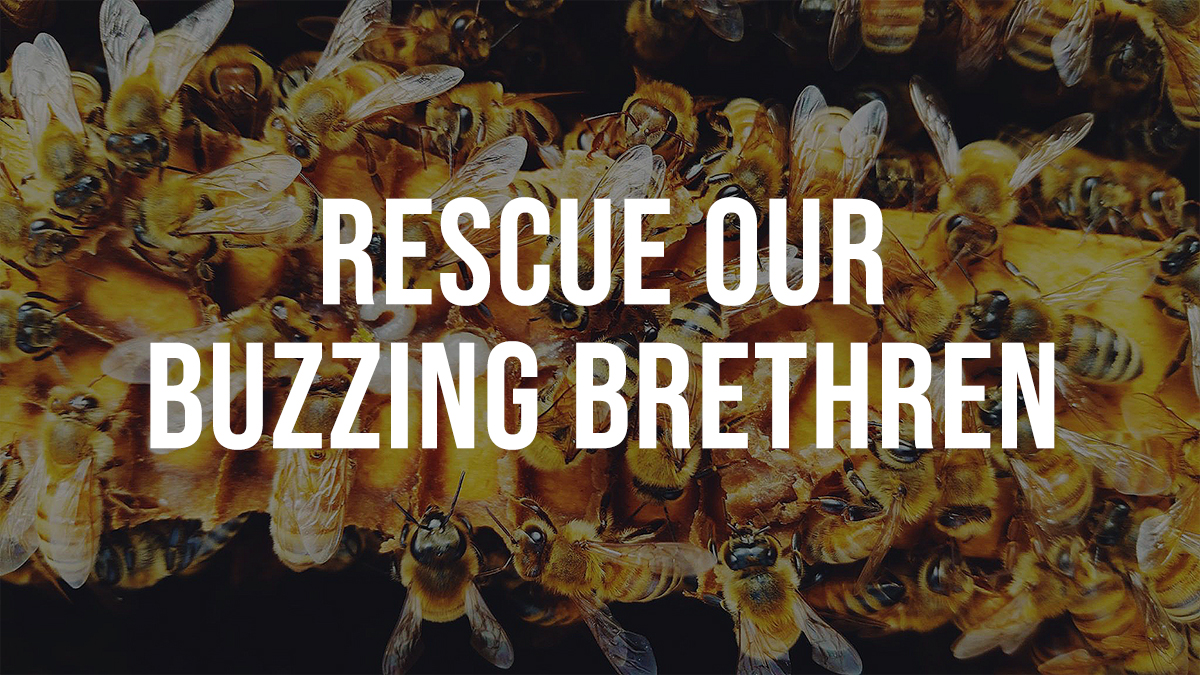 Rescue Our Buzzing Brethren